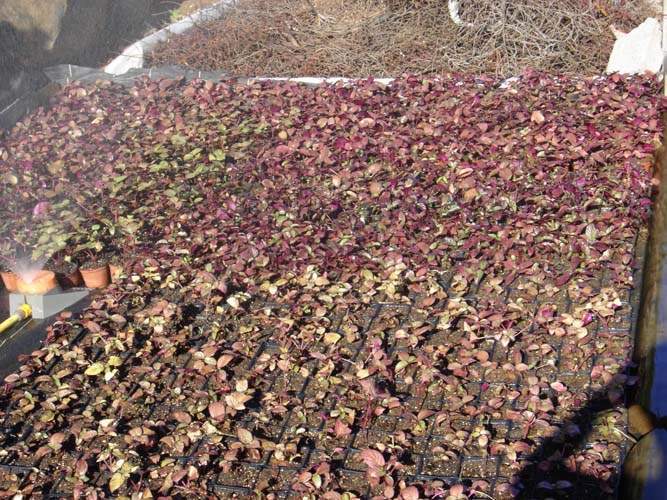 Fournisseur de fleurs de saison Sainte-Marie