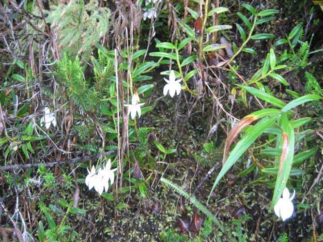 Pépinière spécialisée en espèces indigènes Sainte-Marie