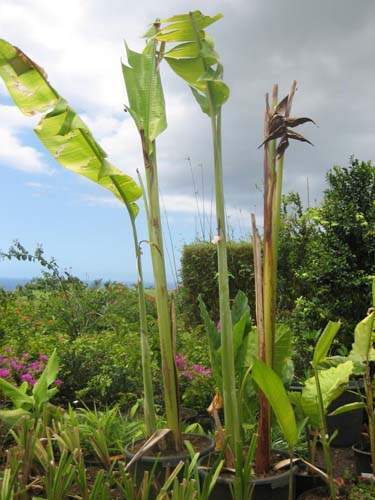 Pépinière spécialisée en fleurs et herbes Sainte-Marie