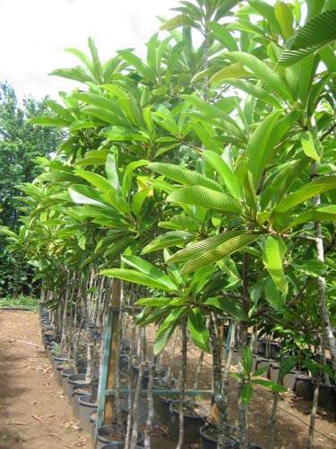 Spécialiste en arbres et semences Sainte-Marie