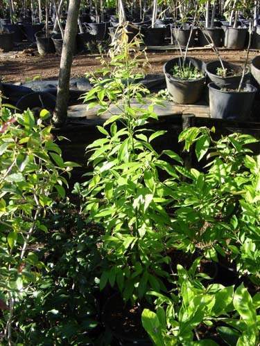 Exploitation horticole Sainte-Marie