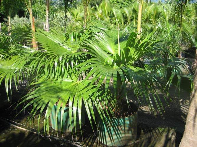 Fournisseur d'espèces de palmiers Sainte-Marie