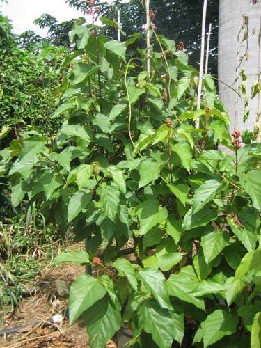 Centre de production horticole Sainte-Marie