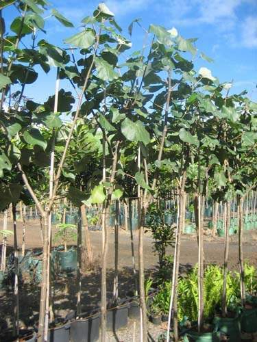 Conservation de plantes insulaires Sainte-Marie