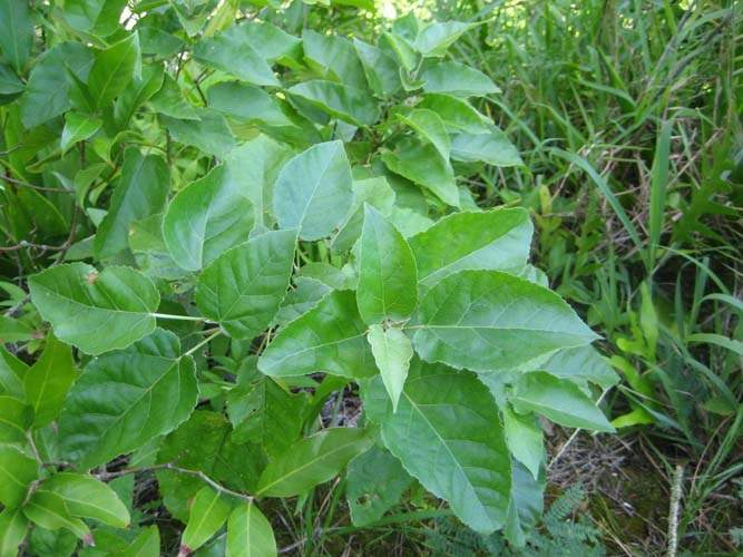 Horticulture d'espèces rares Sainte-Marie