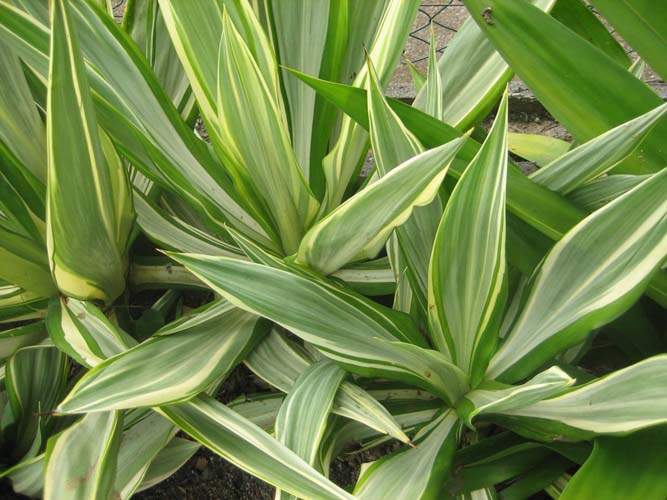 Vente de cactus et plantes grasses Sainte-Marie