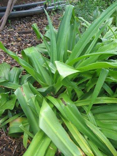 Producteur de plantes pour parterres Sainte-Marie
