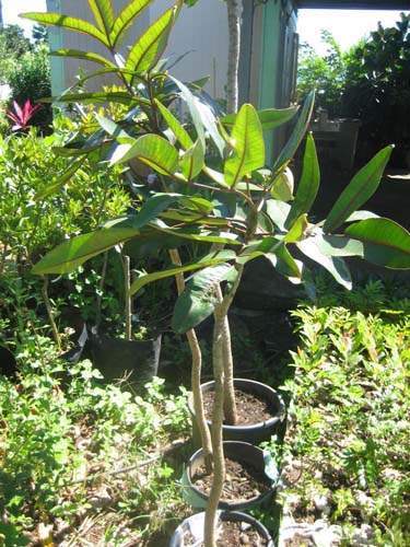 Production de végétaux locaux Sainte-Marie