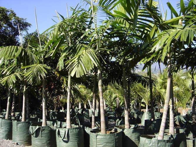 Arbres et palmiers pour jardins tropicaux Sainte-Marie