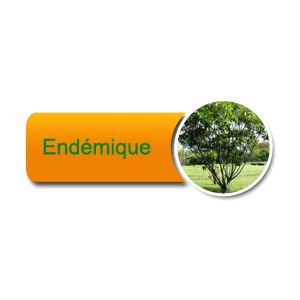 Création de jardin, Saint-Denis