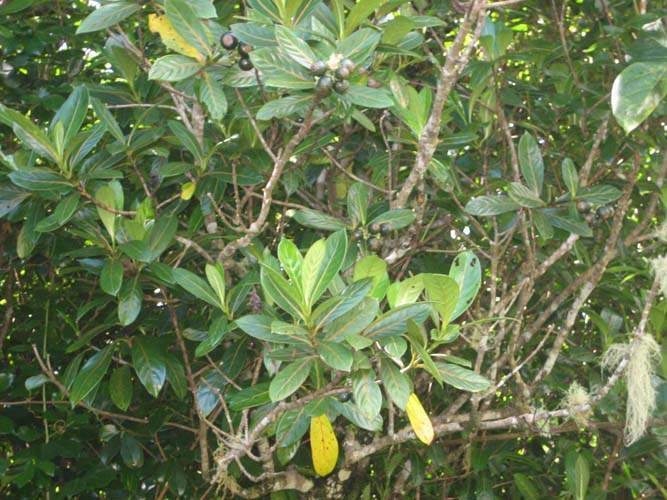 Horticulture d'espèces rares Sainte-Marie