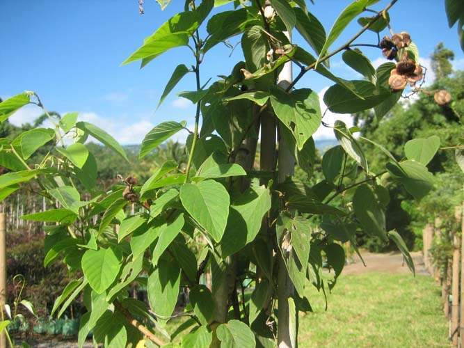 Pépinière spécialisée en espèces indigènes Sainte-Marie