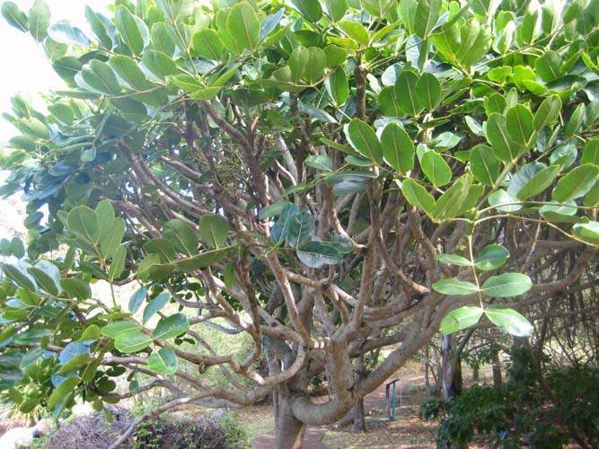 Pépinière pour la restauration écologique Sainte-Marie