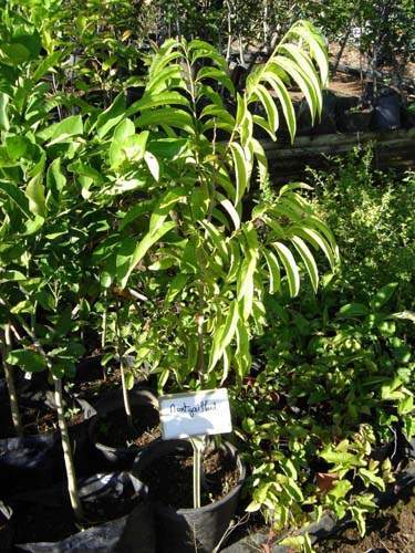 Vente de plants fruitiers Sainte-Marie