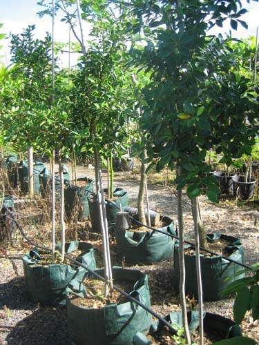 Commerce de fleurs et végétaux Sainte-Marie