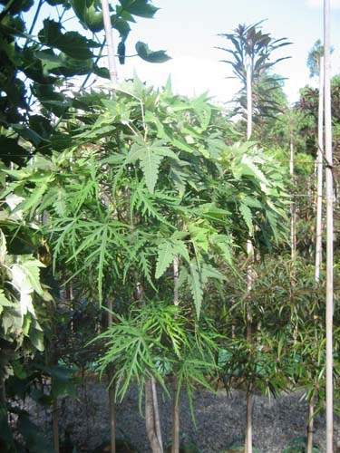 Production de végétaux locaux Sainte-Marie