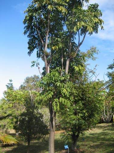 Culture de flore endémique Sainte-Marie