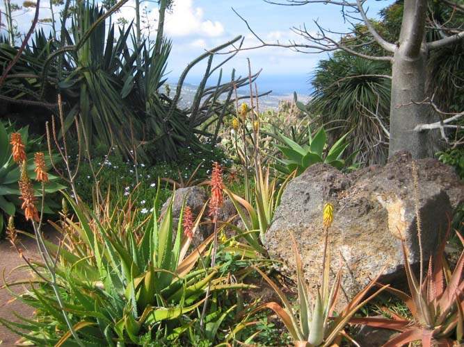 Pépinière de plantes nécessitant peu d'eau Sainte-Marie