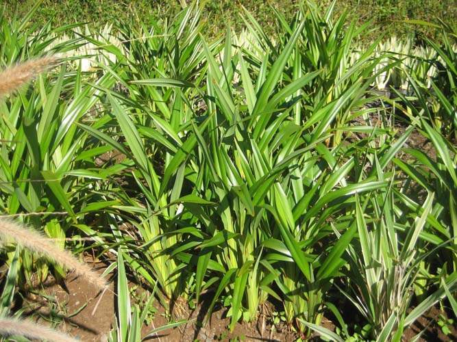 Fournisseur de fleurs de saison Sainte-Marie