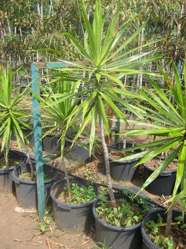 Conservation de plantes insulaires Sainte-Marie