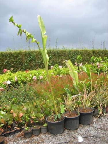 Production de plantes vivaces et annuelles Sainte-Marie