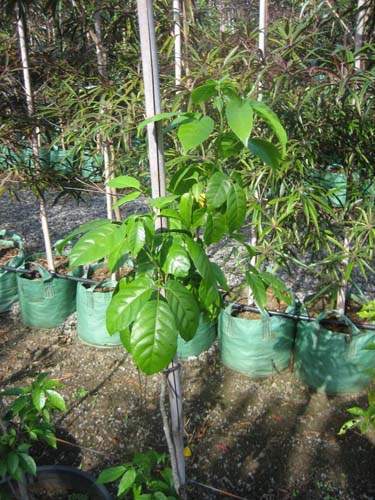 Fournisseur de plantes natives Sainte-Marie