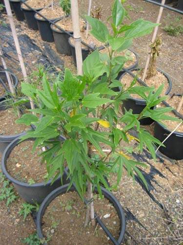 Production de végétaux locaux Sainte-Marie