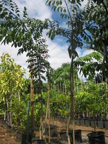 Spécialiste en arbres et semences Sainte-Marie