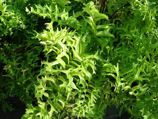 Production de plantes vivaces et annuelles Sainte-Marie