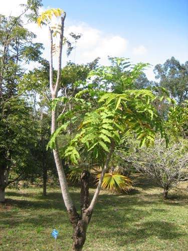 Vente d'arbres et plantes originelles Sainte-Marie