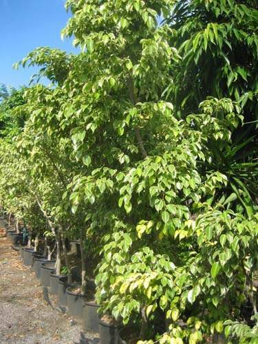 Vente de plants fruitiers Sainte-Marie