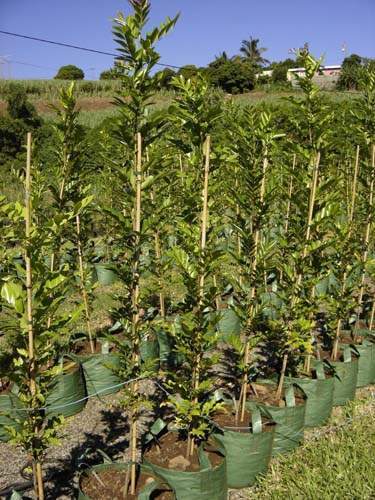 Spécialiste des plantes du terroir Sainte-Marie