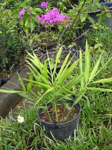 Culture de plantes non ligneuses Sainte-Marie