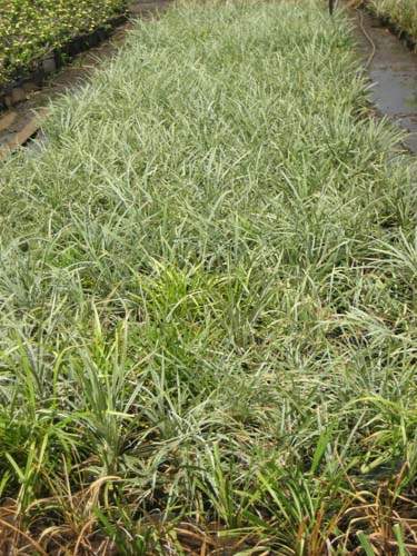 Production de plantes vivaces et annuelles Sainte-Marie