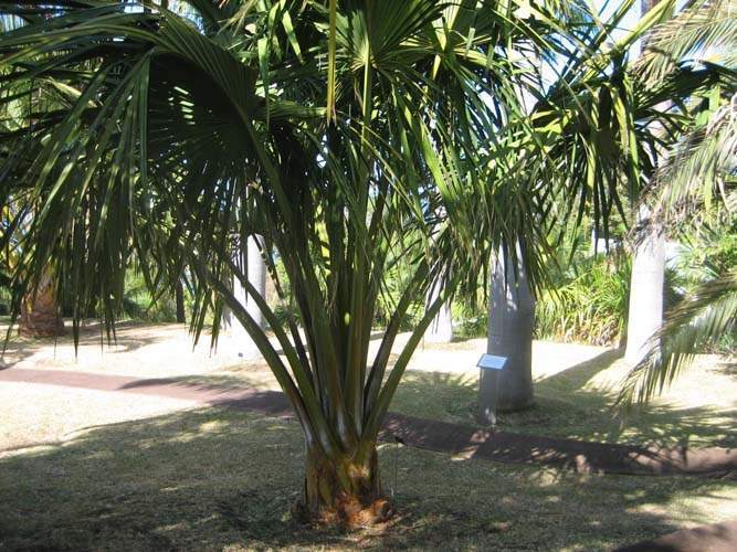 Arbres et palmiers pour jardins tropicaux Sainte-Marie