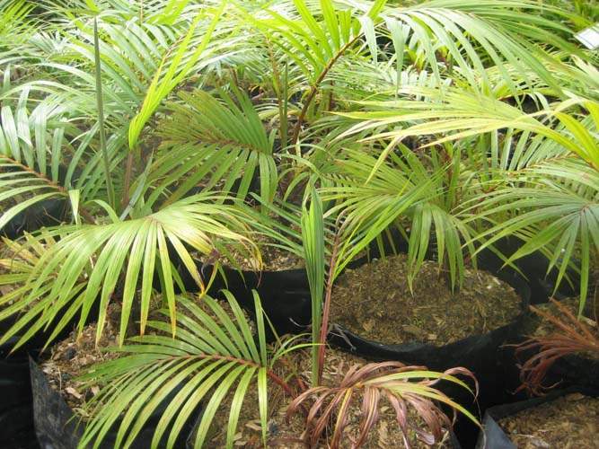 Pépinière spécialisée en espèces indigènes Sainte-Marie