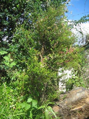 Culture de flore endémique Sainte-Marie