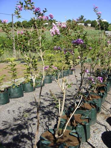 Jardinerie et horticulture Sainte-Marie