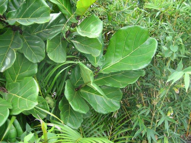 Culture de jeunes plants Sainte-Marie