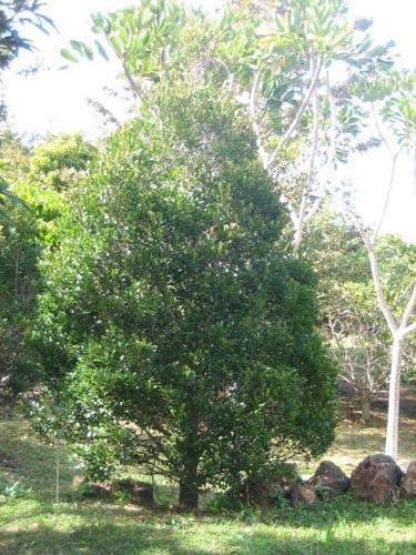 Conservation de plantes insulaires Sainte-Marie