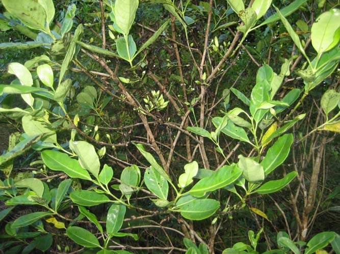 Pépinière biodiversité locale Sainte-Marie