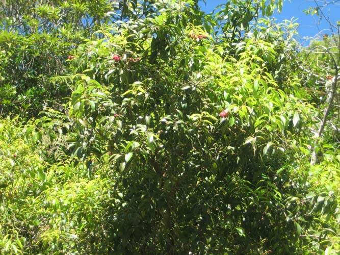 Fournisseur de plantes natives Sainte-Marie