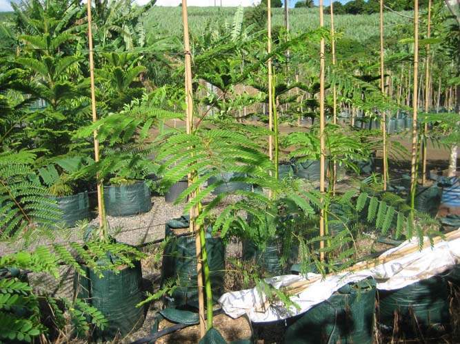 Vente de plantes et arbres Sainte-Marie