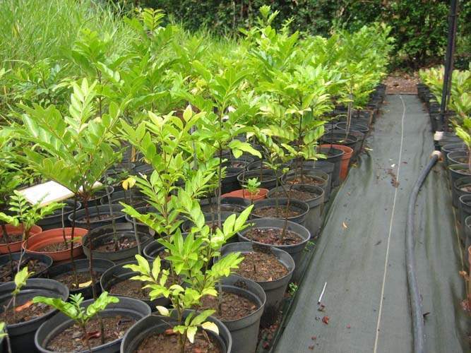 Pépinière biodiversité locale Sainte-Marie