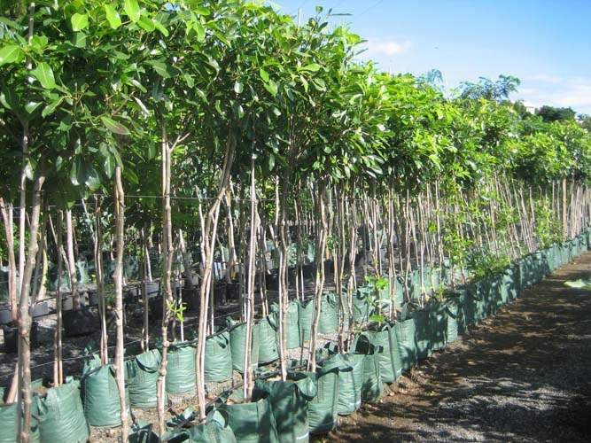 Fournisseur d'arbustes d'ornement Sainte-Marie