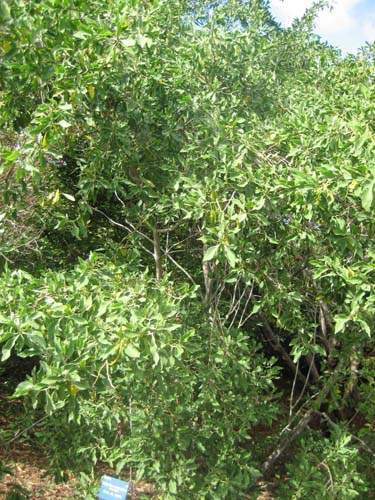 Horticulture d'espèces rares Sainte-Marie