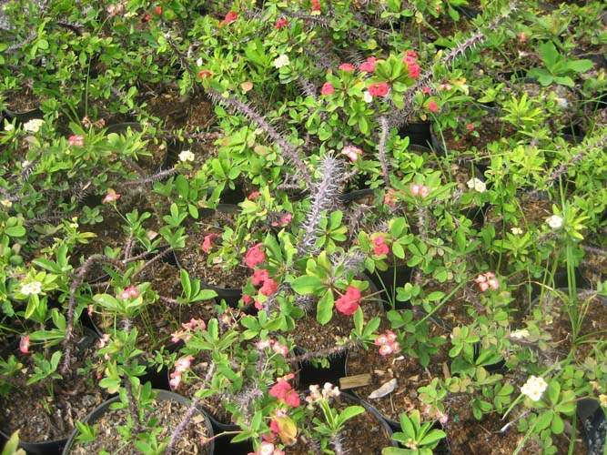 Production de plantes succulentes Sainte-Marie