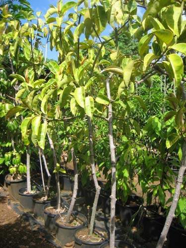Commerce de fleurs et végétaux Sainte-Marie