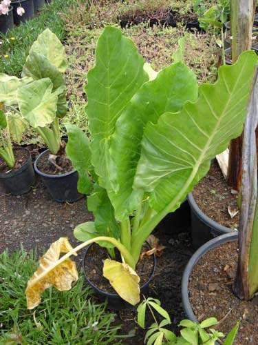 Pépinière spécialisée en fleurs et herbes Sainte-Marie