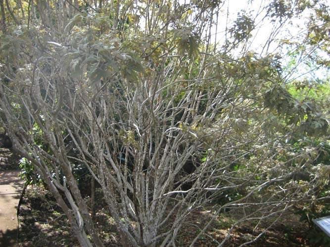 Pépinière pour la restauration écologique Sainte-Marie